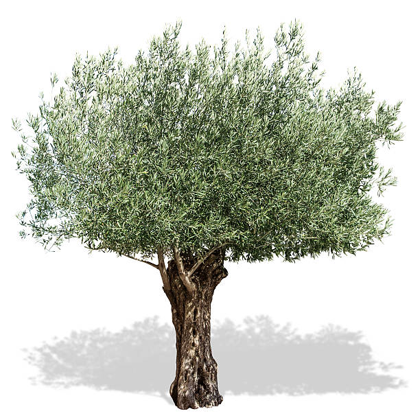 Olivos-para-plantar
