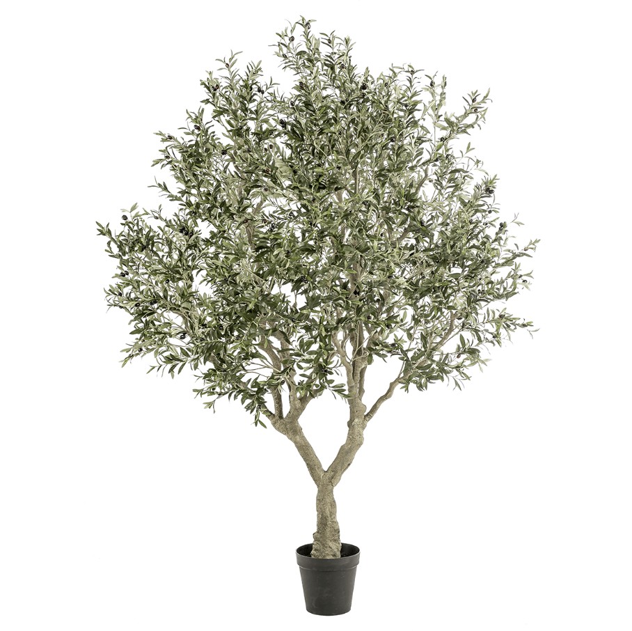 Comprar-olivos-en-maceta
